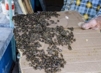 A large congestion of bees on a sheet of cardboard. Swarming of the bees. Honey bee