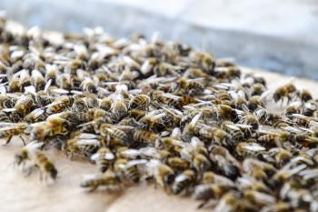 A large congestion of bees on a sheet of cardboard. Swarming of the bees. Honey bee