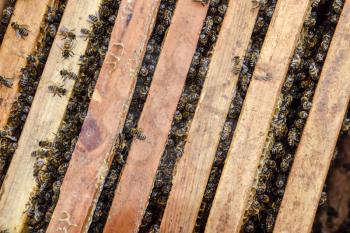 Open bee hive. Plank with honeycomb in the hive. The bees crawl along the hive. Honey bee