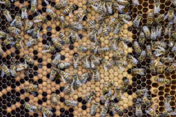 Honey bees on the home apiary. The technology breeding of honey bees.