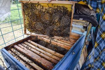 An elderly beekeeper is holding bees' honeycomb with bees in his hand. Honey bee. apiary. The technology breeding of honey bees.