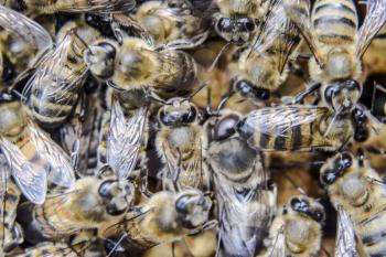 Macro photograph of bees. Dance of the honey bee. Bees in a bee hive on honeycombs. Honey bees on the home apiary. The technology breeding of honey bees.