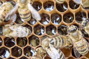 Macro photograph of bees. Dance of the honey bee. Bees in a bee hive on honeycombs. Honey bees on the home apiary. The technology breeding of honey bees.