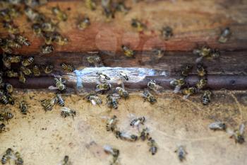 A beehive, a view from the inside. The bee-hut. Honey bee. Entrance to the hive. Honey bees on the home apiary. The technology breeding of honey bees.