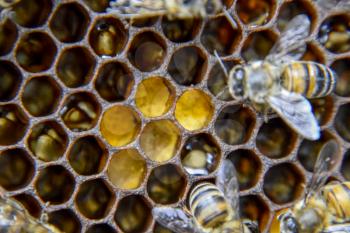 Macro photograph of bees. Dance of the honey bee. Bees in a bee hive on honeycombs. Honey bees on the home apiary. The technology breeding of honey bees.