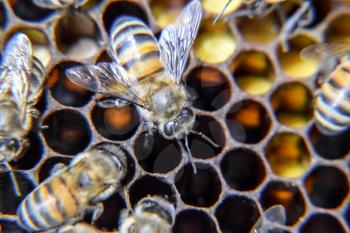 Macro photograph of bees. Dance of the honey bee. Bees in a bee hive on honeycombs. Honey bees on the home apiary. The technology breeding of honey bees.