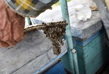 The beginning of the swarming of the bees. A small swarm of mesmerized bees on cardboard paper. Apiary. Honey bees on the home apiary. The technology breeding of honey bees.