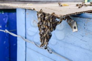 The beginning of the swarming of the bees. A small swarm of mesmerized bees on cardboard paper. Apiary. Honey bees on the home apiary. The technology breeding of honey bees.