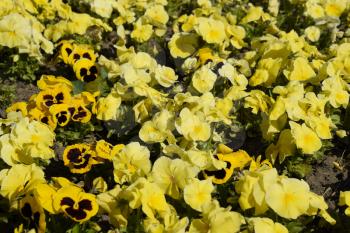 Yellow flowers of viola on the flowerbed. Viola