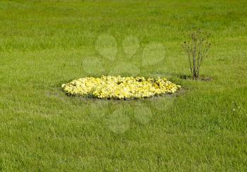 Yellow flowers of viola on the flowerbed. Viola