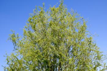 Willow tree. A blossoming and blooming willow tree in the spring against the sky