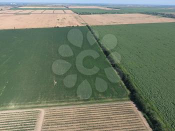 Field of young corn, sunflowers and ripe wheat. Border between fields of wheat and sunflowers. Top view with quadrocopters.