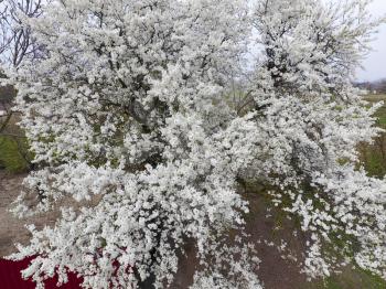 Blooming cherry plum. White flowers of plum trees on the branches of a tree. Spring garden