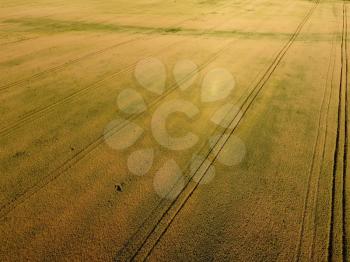 Ripening wheat. Green unripe wheat is a top view. Wheat field.