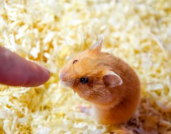 Hamster sniffing human finger. Hamster home in keeping in captivity. Hamster in sawdust. Red hamster.