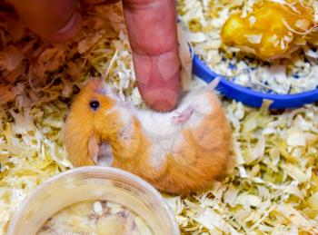 Finger to stroke the belly of a hamster. Hamster home in keeping in captivity. Hamster in sawdust. Red hamster.