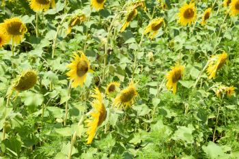 Flowering sunflowers in the field. Sunflower field on a sunny day. field of blooming sunflowers on a background sunset