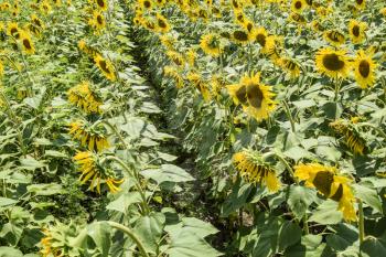 Flowering sunflowers in the field. Sunflower field on a sunny day. field of blooming sunflowers on a background sunset