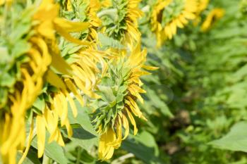 Flowering sunflowers in the field. Sunflower field on a sunny day. field of blooming sunflowers on a background sunset