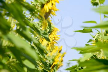 A view from below on blooming sunflowers. Sunflower field