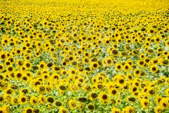 Flowering sunflowers in the field. Sunflower field on a sunny day. field of blooming sunflowers on a background sunset