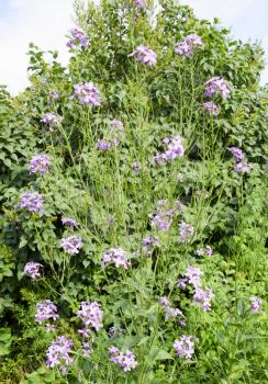 a Dame's rocket. Hesperis matronalis. Dames rocket. Hesperis matronalis