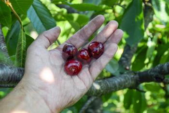 Berries of sweet cherries in a hand. Berries of sweet cherries on the branches of a tree. Ripe sweet cherry