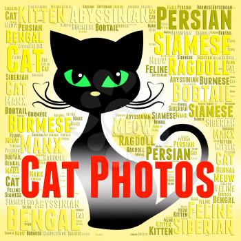 Cat Photos Meaning Feline Picture And Snapshots