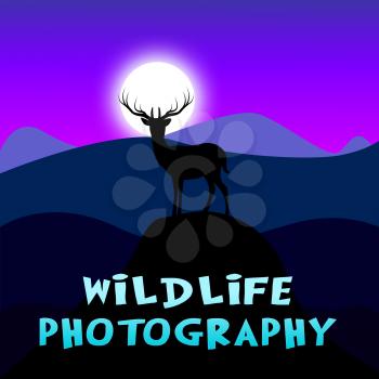 Wildlife Photography Mountain Scene Shows Animal Photos 3d Illustration