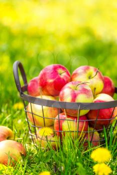 Red healthy organic apples in basket on green  grass in garden, harvest