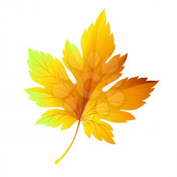 Fall leaf isolated in white. Vector illustration EPS 10