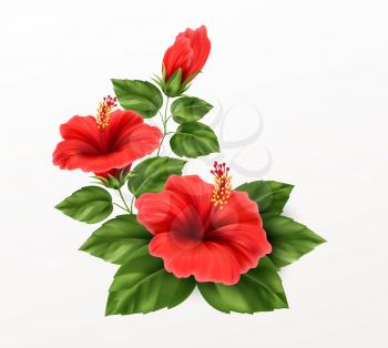 Beautiful hibiscus flower, buds and leaves isolated on white background. Exotic tropical plant realistic vector illustration EPS10