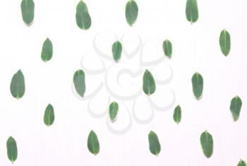 Pattern of green leaves on a white background.Top view, flat view