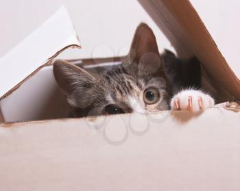 The cat is sitting in a box. Kitten hiding in box