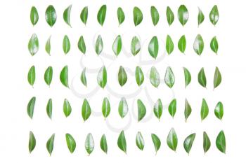 Green leaf in a row on a white background. Type of flat