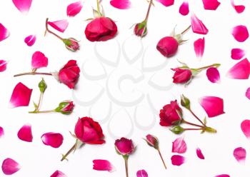 Frame , Pattern of red roses petals on white background .Flat lay, overhead view