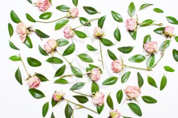 The pattern, composition of green leaves and pink flowers, roses on a white background. Top view 