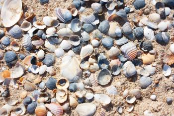 Background of sand and seashells, beach on a sunny day. View from above