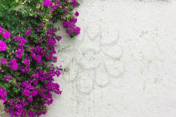 The  purple leaves ,pink flowers , ivy on white wall, natural background