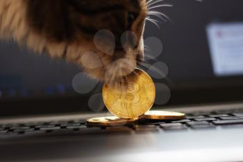 The concept of crypto-currencies, the production of bitcoin, ether. . Blockchain. Cat with a coin