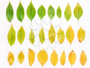 background of yellow and green leaves in a row. Flat view. Autumn concept