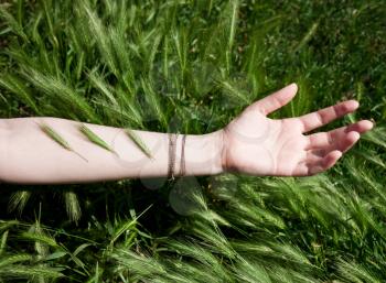 Female hand in green grass. Concept of unity with nature