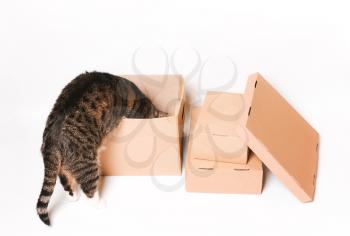 The cat looks in a cardboard box. Eco-friendly packaging. Transportation, transportation of things