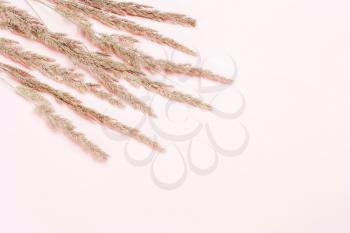 dry spikelets, grass on a pink, coral background. Top view, flat. Minimalistic Autumn Summer Concept
