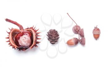 Chestnut, pine cones, acorns on a white background in a row. Creative autumn concept. Pastel colors. Top view, flat