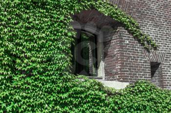 The window of the house is wrapped in ivy. Green leaves on the brick wall