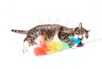 Cat with a brush, a broom for cleaning dust. The concept of cleaning, reluctance to clean, call the cleaner