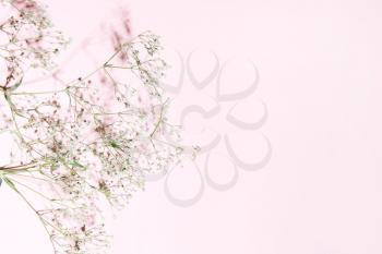 Dry grass and shade on a pink, coral background. Minimalistic pastel design. Copy space.