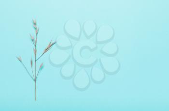  dry spikelets, herbs on a blue background. Top view, flat. Minimalistic Autumn Summer Concept