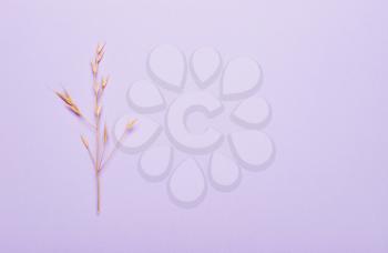 dry spikelets, grass on purple background. Top view, flat. Minimalistic Autumn Summer Concept